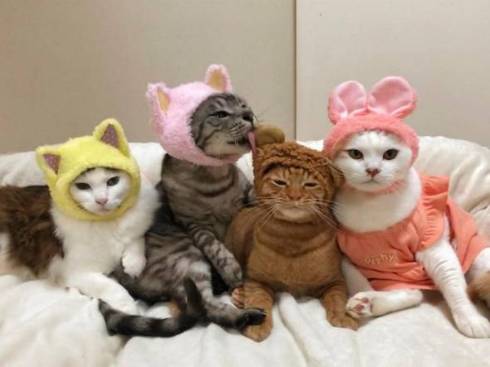 猫 かぶりもの イースター