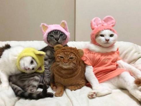 猫 かぶりもの イースター