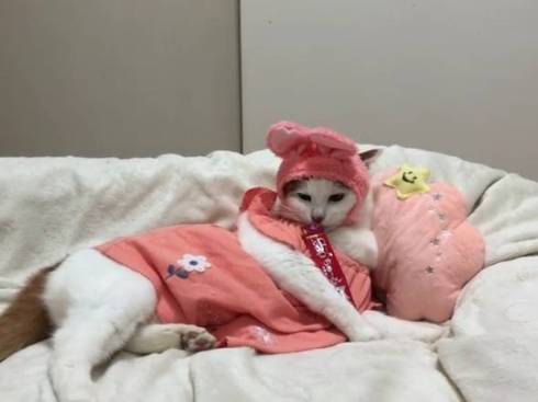 猫 かぶりもの イースター