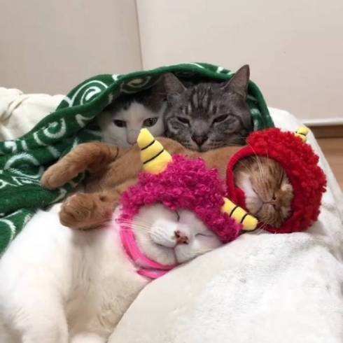 猫 かぶりもの イースター