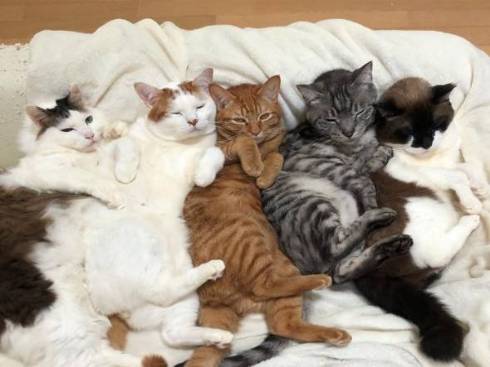 猫 かぶりもの イースター