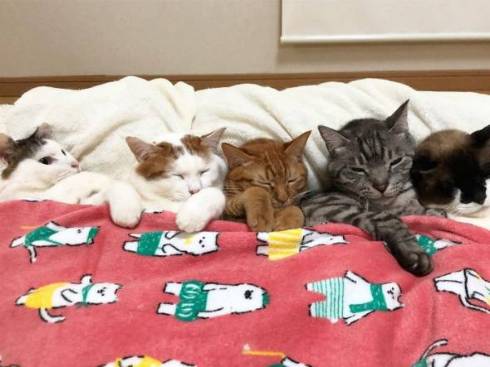 猫 かぶりもの イースター