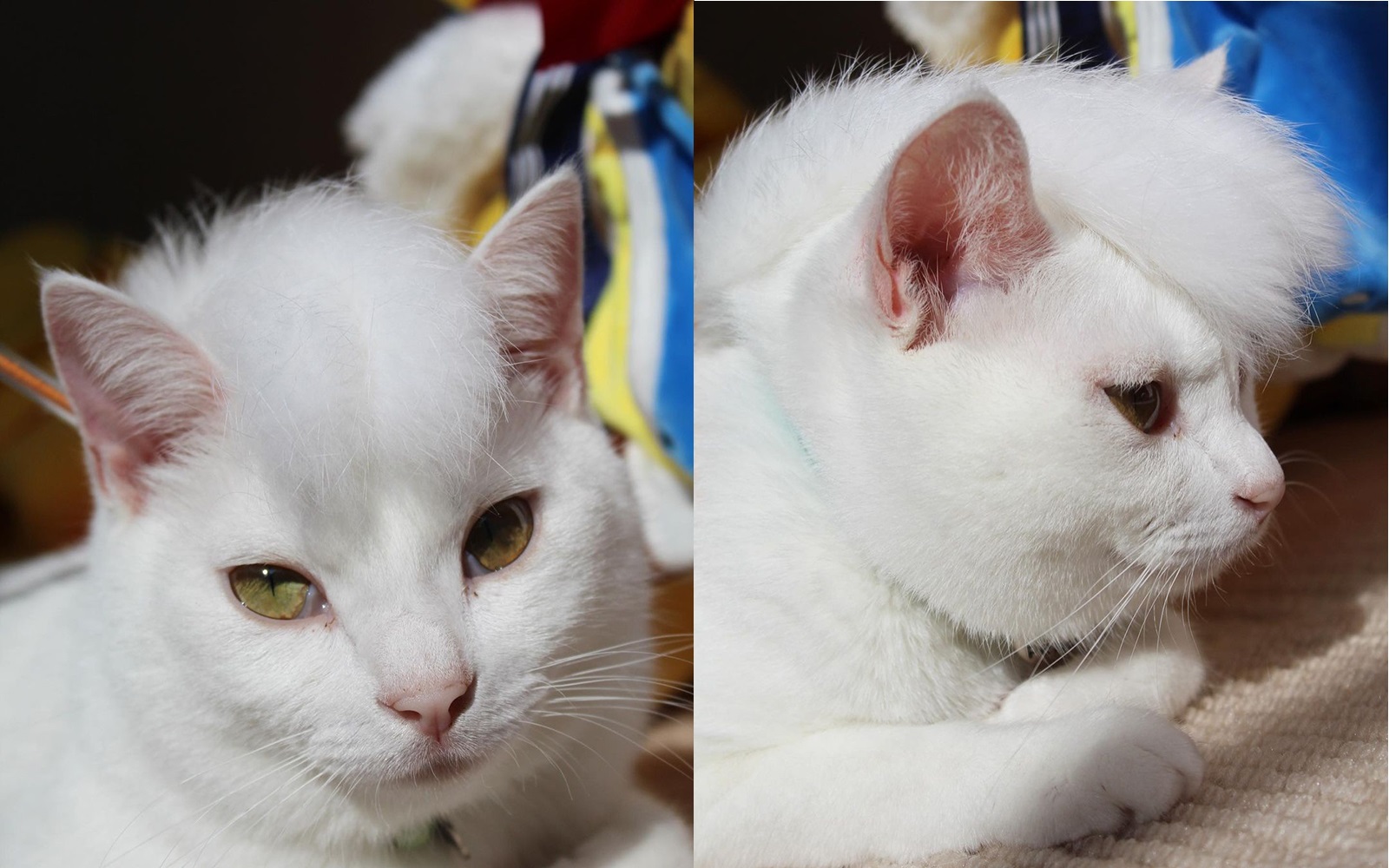 【猫ちゃん】 ペットプロ 猫用 キャットホイール Lサイズ ~20kgまで対応 爪