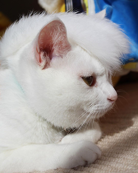 モヒカンリリーさん右向き