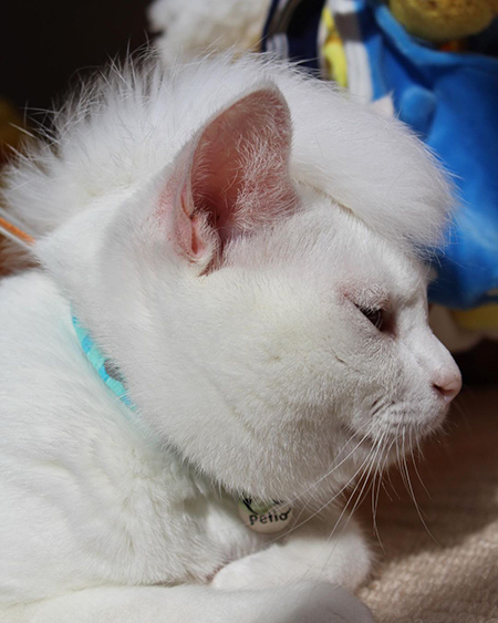 モヒカンリリーさん右向き首輪が見える版