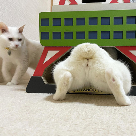 リリーさんのおしり