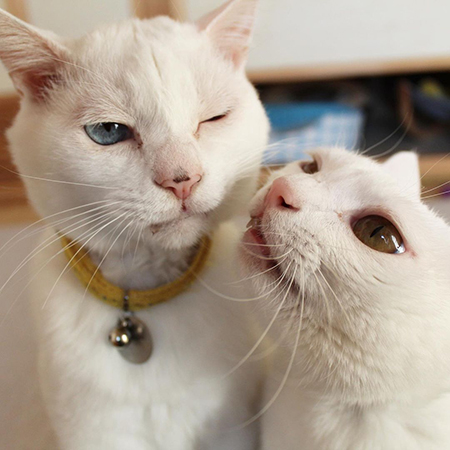 リリーさんとぷるさん