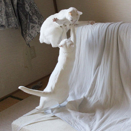 リリーさんとぷるさん