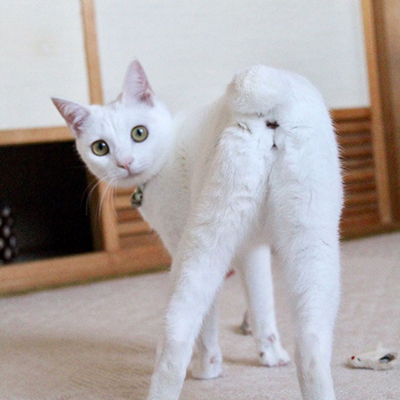 グラビアポーズリリーさん