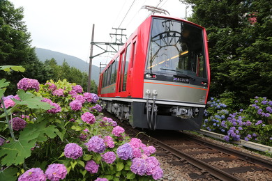 箱根登山鉄道 あじさい電車