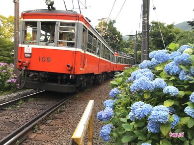 箱根登山鉄道 あじさい電車