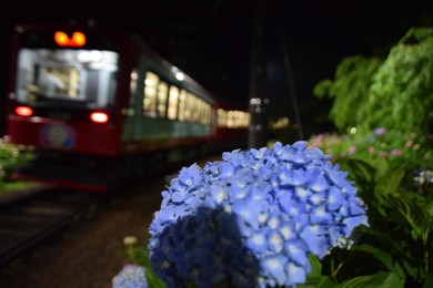 箱根登山鉄道 あじさい電車