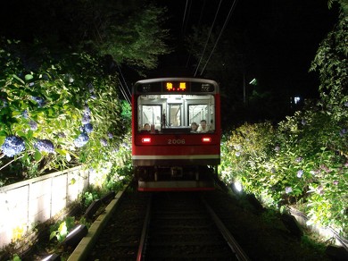 箱根登山鉄道 あじさい電車
