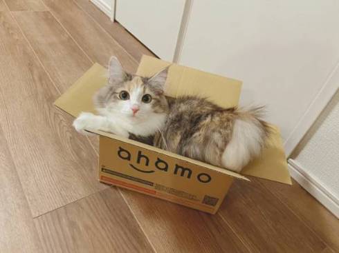 猫 ほたてちゃん 箱入りネコ