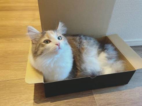猫 ほたてちゃん 箱入りネコ