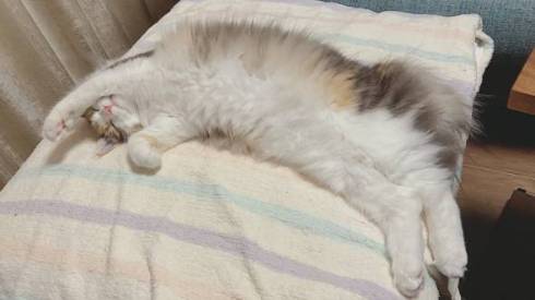 猫 ほたてちゃん 箱入りネコ