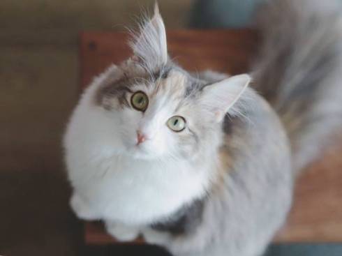 猫 ほたてちゃん 箱入りネコ