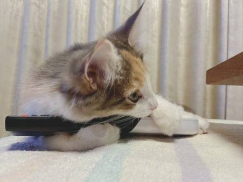 猫 ほたてちゃん 箱入りネコ