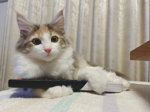 猫 ほたてちゃん 箱入りネコ