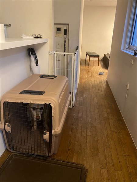 ハウスから出てこないワンちゃん