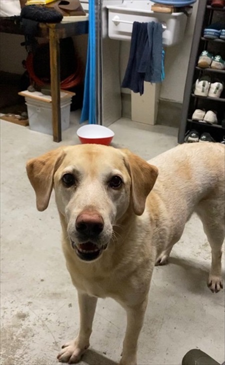 ハウスから出てこないワンちゃん