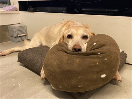 ハウスから出てこないワンちゃん