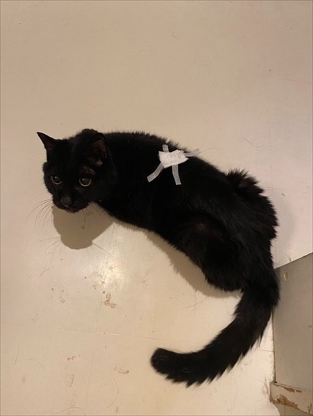 ハウスから出てこないワンちゃん