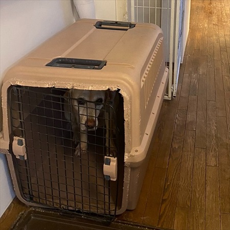 ハウスから出てこないワンちゃん