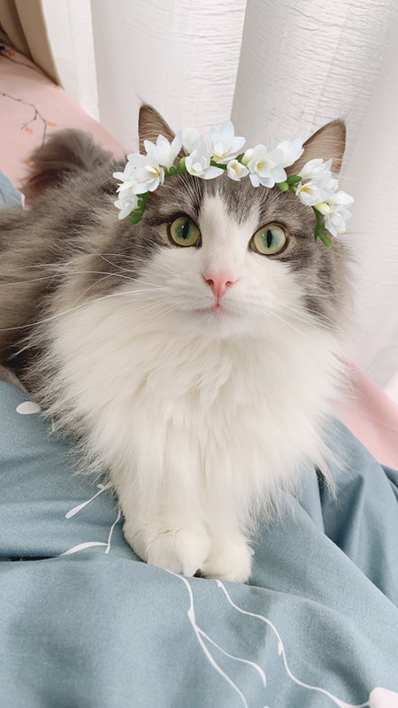 花かんむり直哉くん