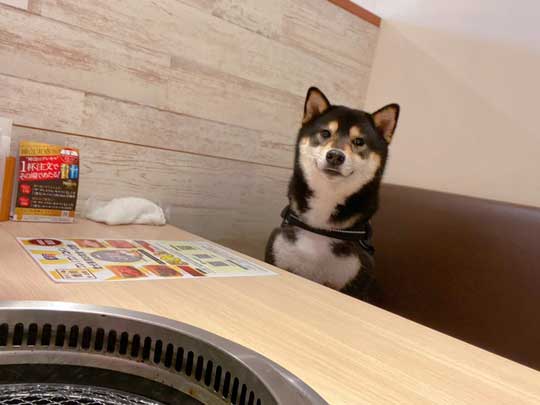 琥大朗 犬用 焼肉セット 黒柴 表情 変化 うしすけ