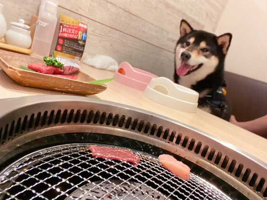 琥大朗 犬用 焼肉セット 黒柴 表情 変化 うしすけ
