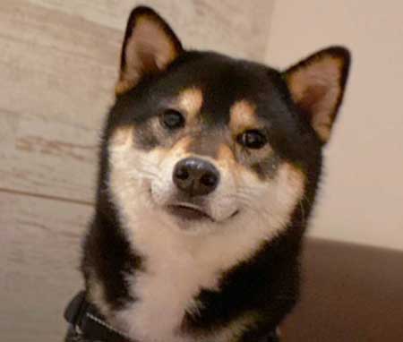 琥大朗 犬用 焼肉セット 黒柴 表情 変化 うしすけ