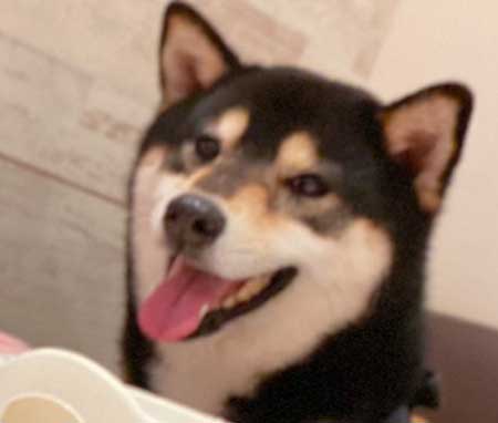 琥大朗 犬用 焼肉セット 黒柴 表情 変化 うしすけ