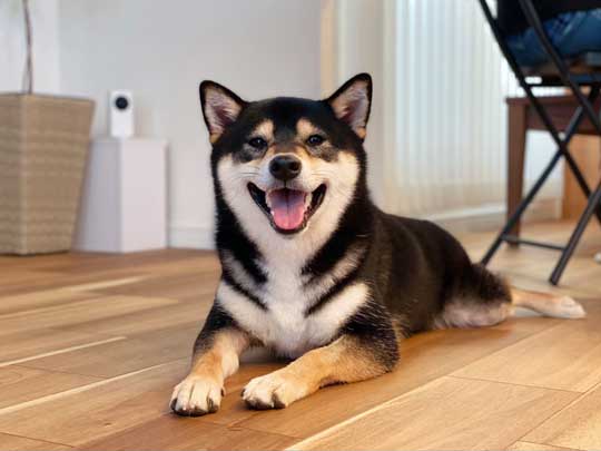 琥大朗 犬用 焼肉セット 黒柴 表情 変化 うしすけ