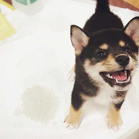 琥大朗 犬用 焼肉セット 黒柴 表情 変化 うしすけ