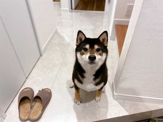 琥大朗 犬用 焼肉セット 黒柴 表情 変化 うしすけ