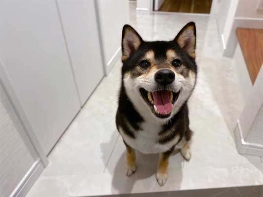 琥大朗 犬用 焼肉セット 黒柴 表情 変化 うしすけ