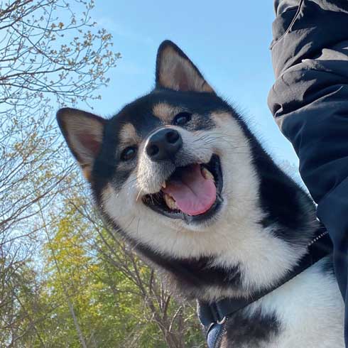 琥大朗 犬用 焼肉セット 黒柴 表情 変化 うしすけ