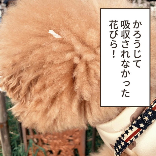 花びらを吸収するししまるくん