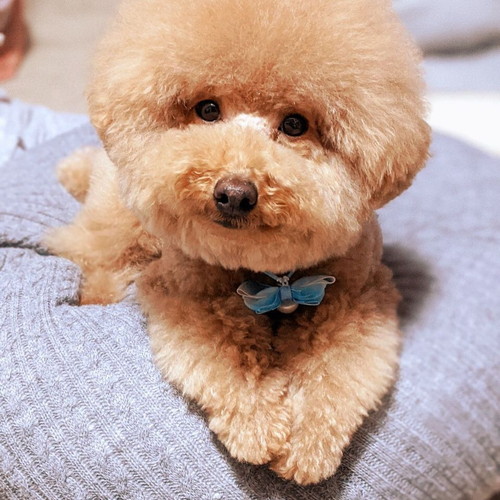 ししまるくんのクッション