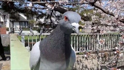 鳩さん