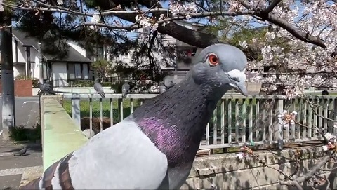 鳩さん