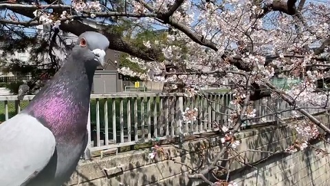 鳩さん