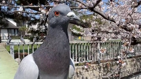 鳩さん