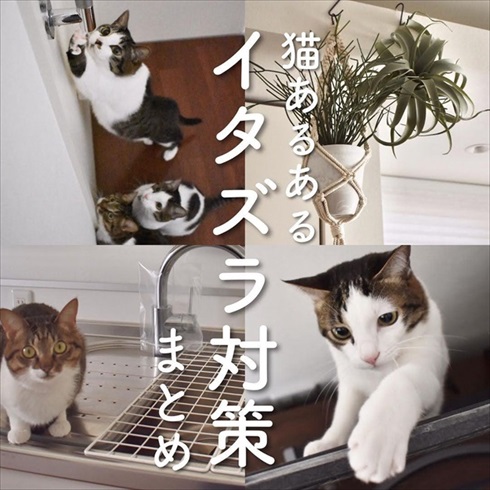 猫イタズラ対策