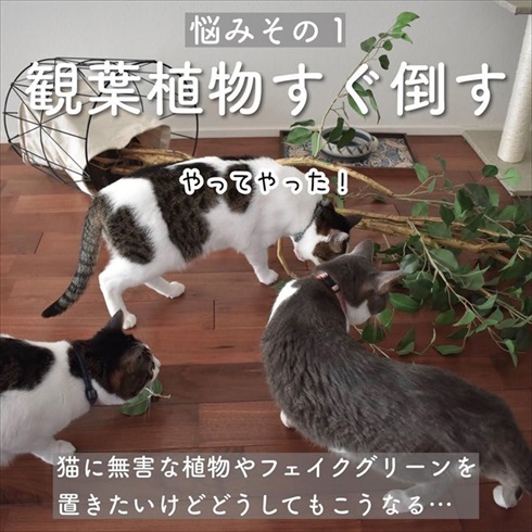猫イタズラ対策
