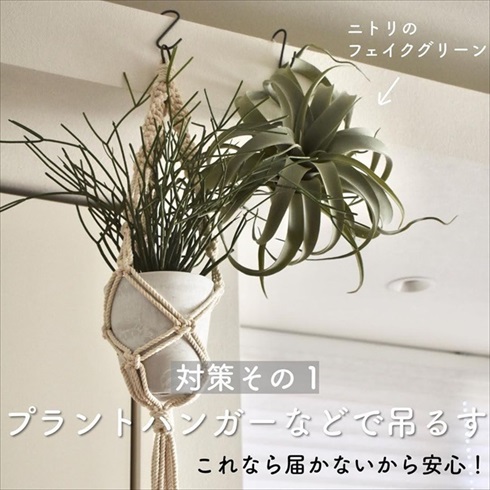 猫イタズラ対策