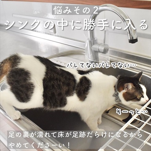 猫イタズラ対策