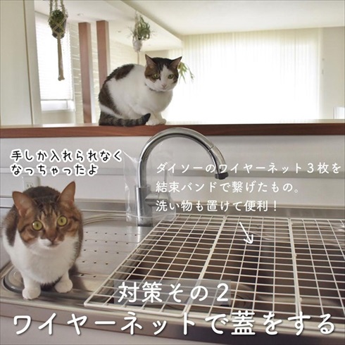 猫イタズラ対策