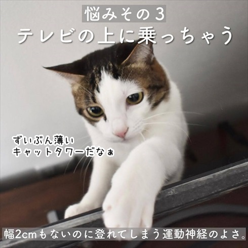 猫イタズラ対策